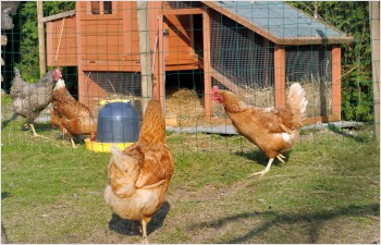 Mesures de prévention contre la grippe aviaire