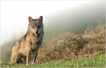 Un plan d’action pour gérer la présence du loup