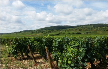 40 millions pour renforcer les secteurs agricole et viticole
