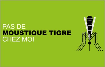 Moustique tigre: signalons-le!