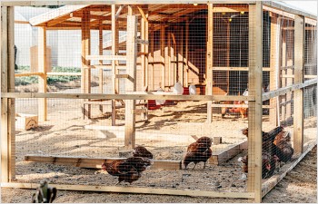 Renforcement local des mesures contre la grippe aviaire