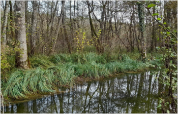 Le Canton assure la protection des marais de la haute-Versoix