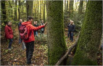 Un réseau de réserves forestières renforcé grâce aux îlots de vieux bois