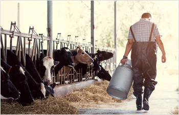 Programme d’aide à une production laitière différenciée