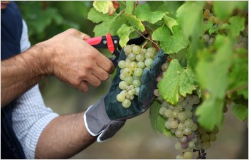 Modification du règlement sur la viticulture pour  une promotion renforcée