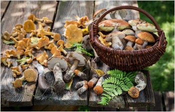 Nouvelles mesures pour conjuguer cueillette des champignons et préservation de la biodiversité