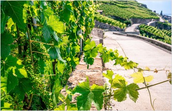 Avenir de la viticulture vaudoise, convention et mesures de redimensionnement du vignoble