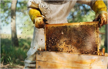 Soutien à l’apiculture vaudoise