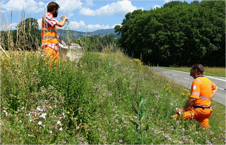 Favoriser la biodiversité dans les espaces verts le long des routes