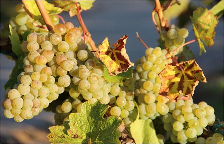 Des quotas taillés pour soutenir et renforcer la viticulture vaudoise
