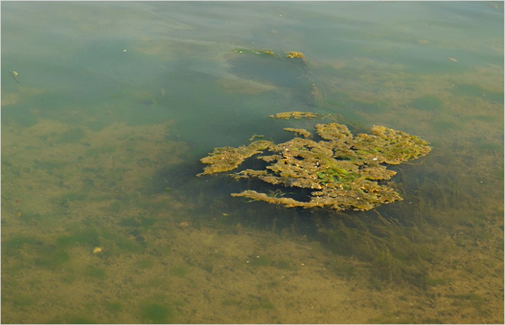 Présence de cyanobactéries dans les lacs du canton