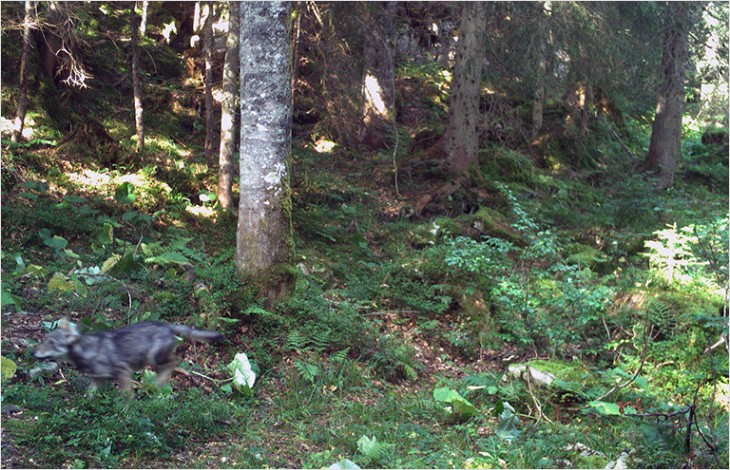 Loup et chasseurs: des rôles complémentaires dans la régulation des ongulés