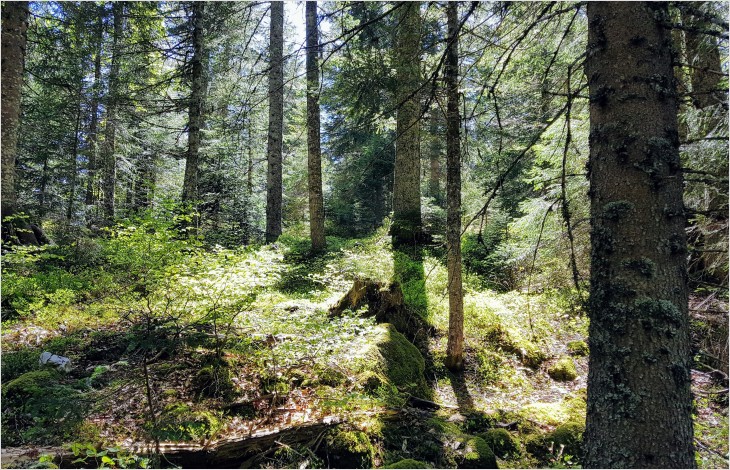 Frais d’ouvrage de protection contre les dangers naturels et frais d’infrastructures nécessaires à la gestion des forêts protectrices