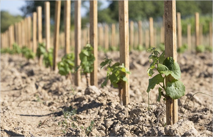 Adoption d’un moratoire sur l’admission de plantations de nouvelles vignes