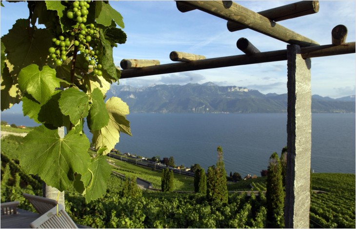 Bilan de la production viticole