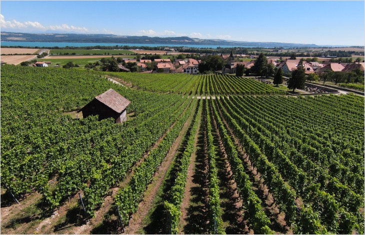 Soutien de la BCV  au secteur vitivinicole